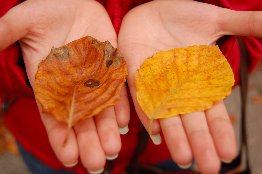 Souvenirs d'automne